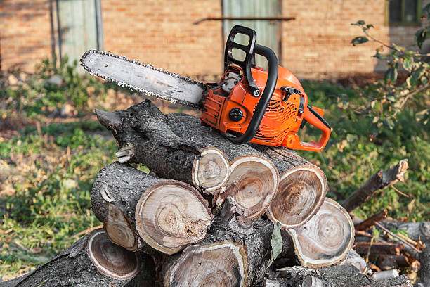 The Steps Involved in Our Tree Care Process in Madison, NC